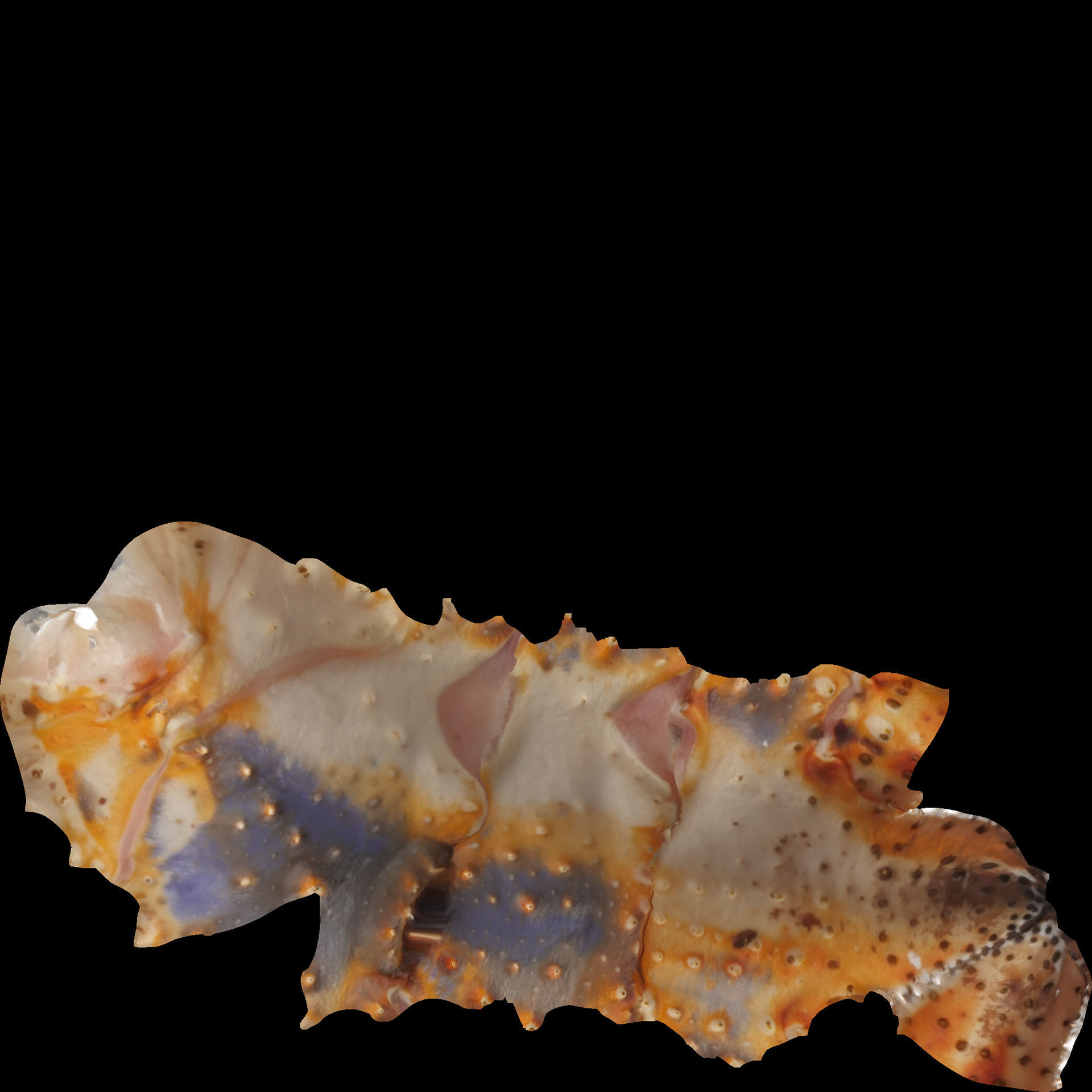 King crab 3D model_14