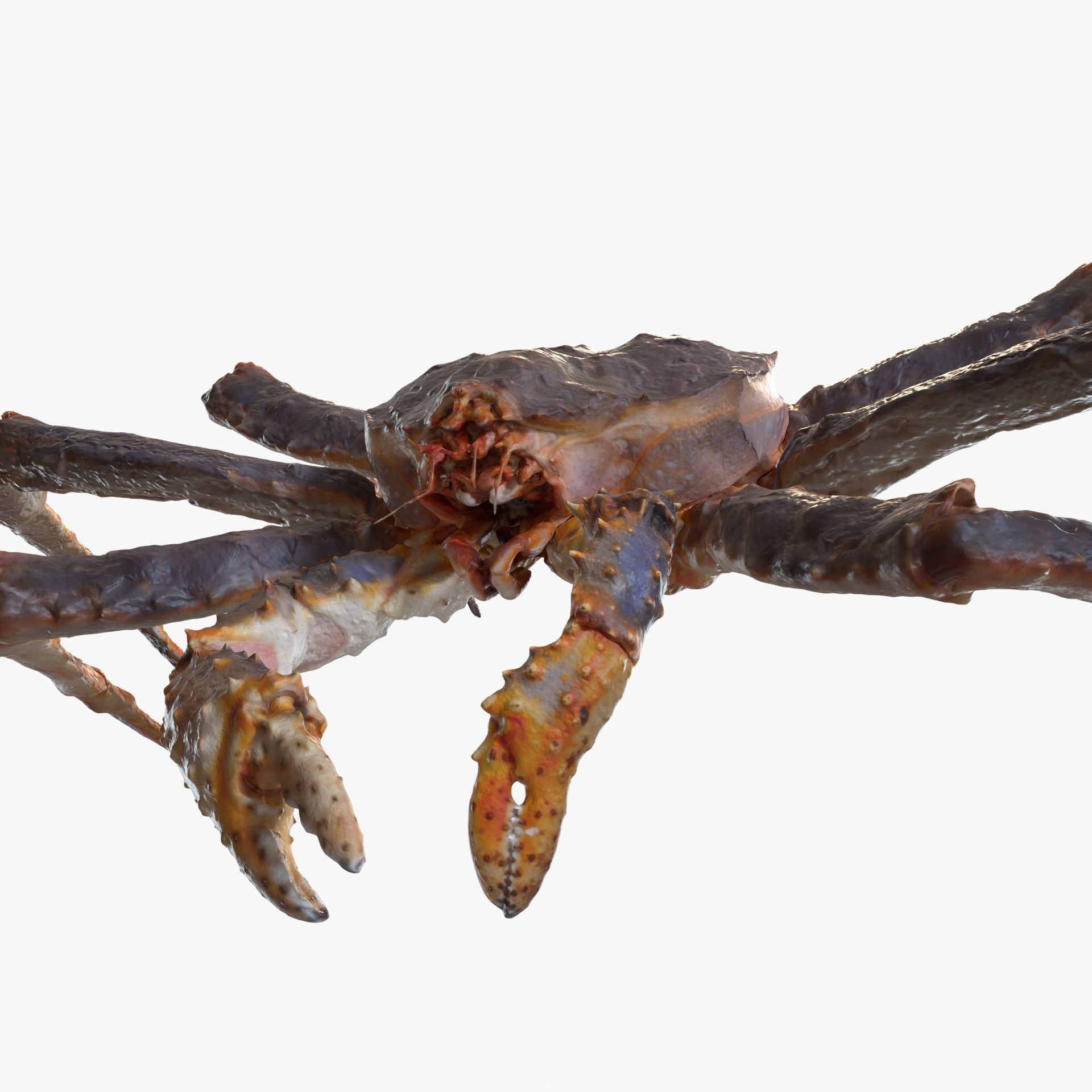 King crab 3D model_3