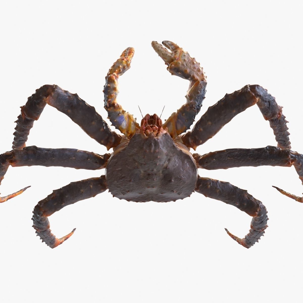 King crab 3D model_16
