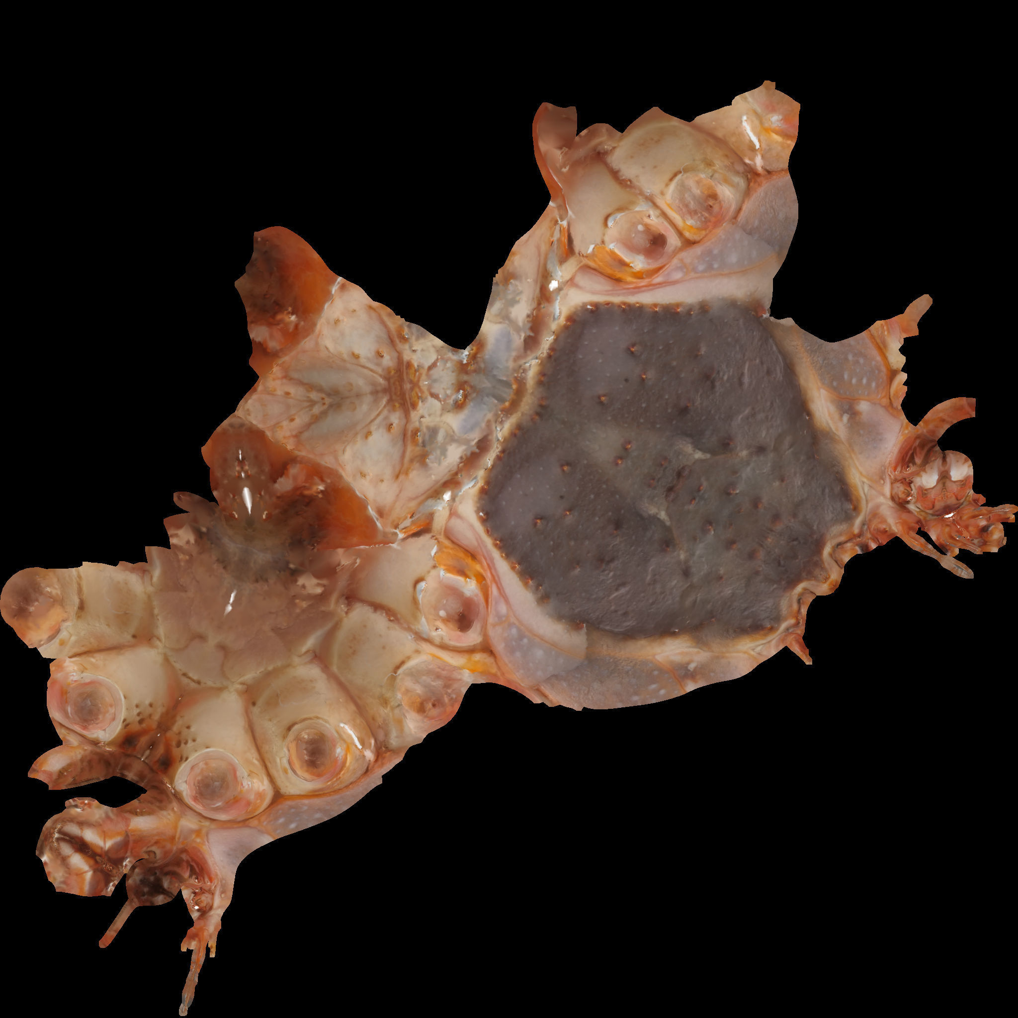 King crab 3D model_11