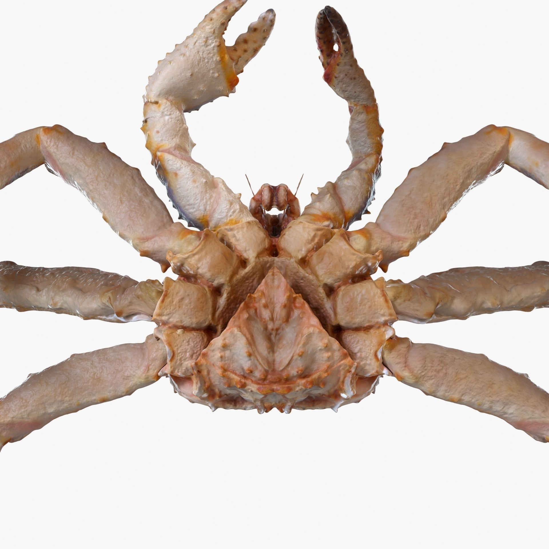 King crab 3D model_6