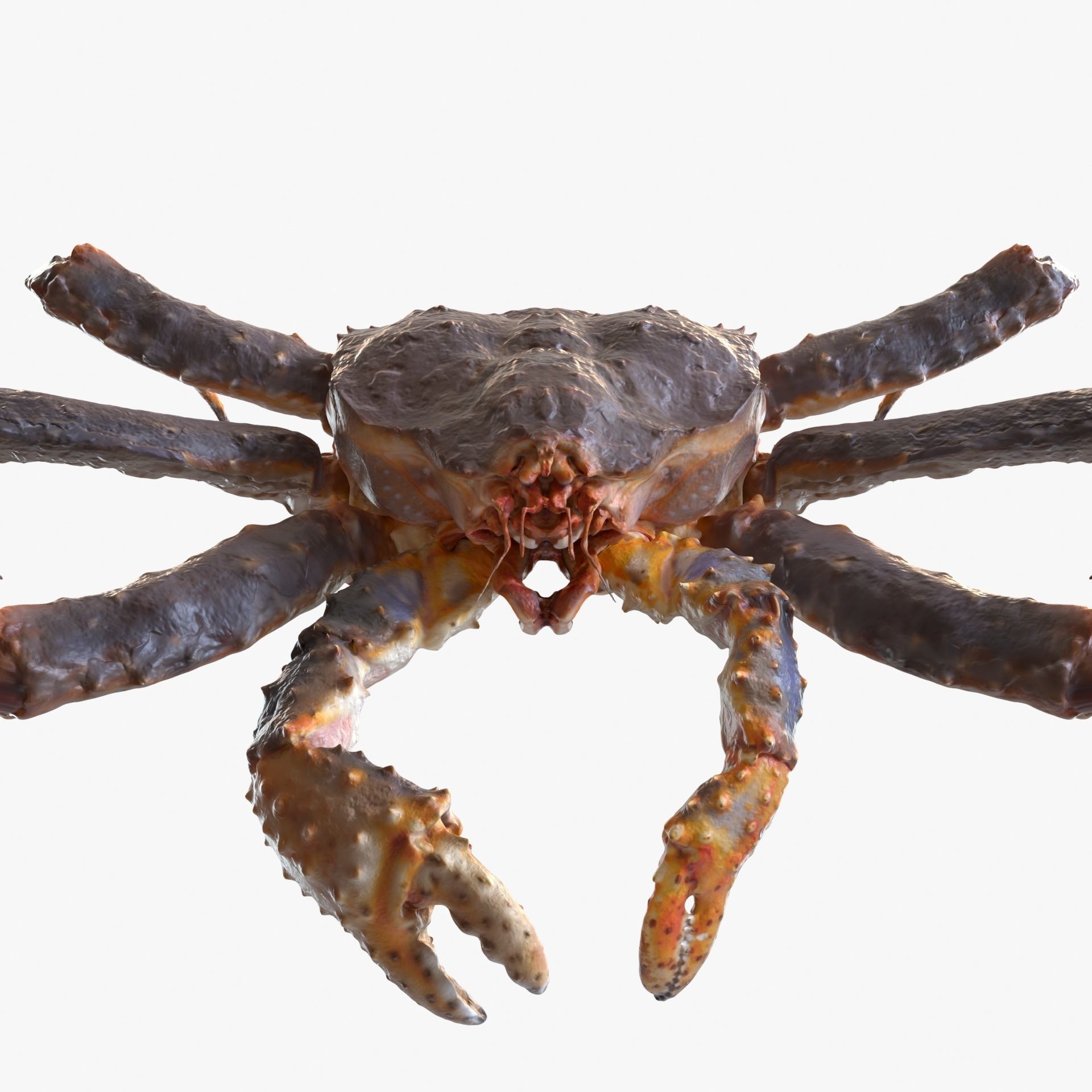 King crab 3D model_7