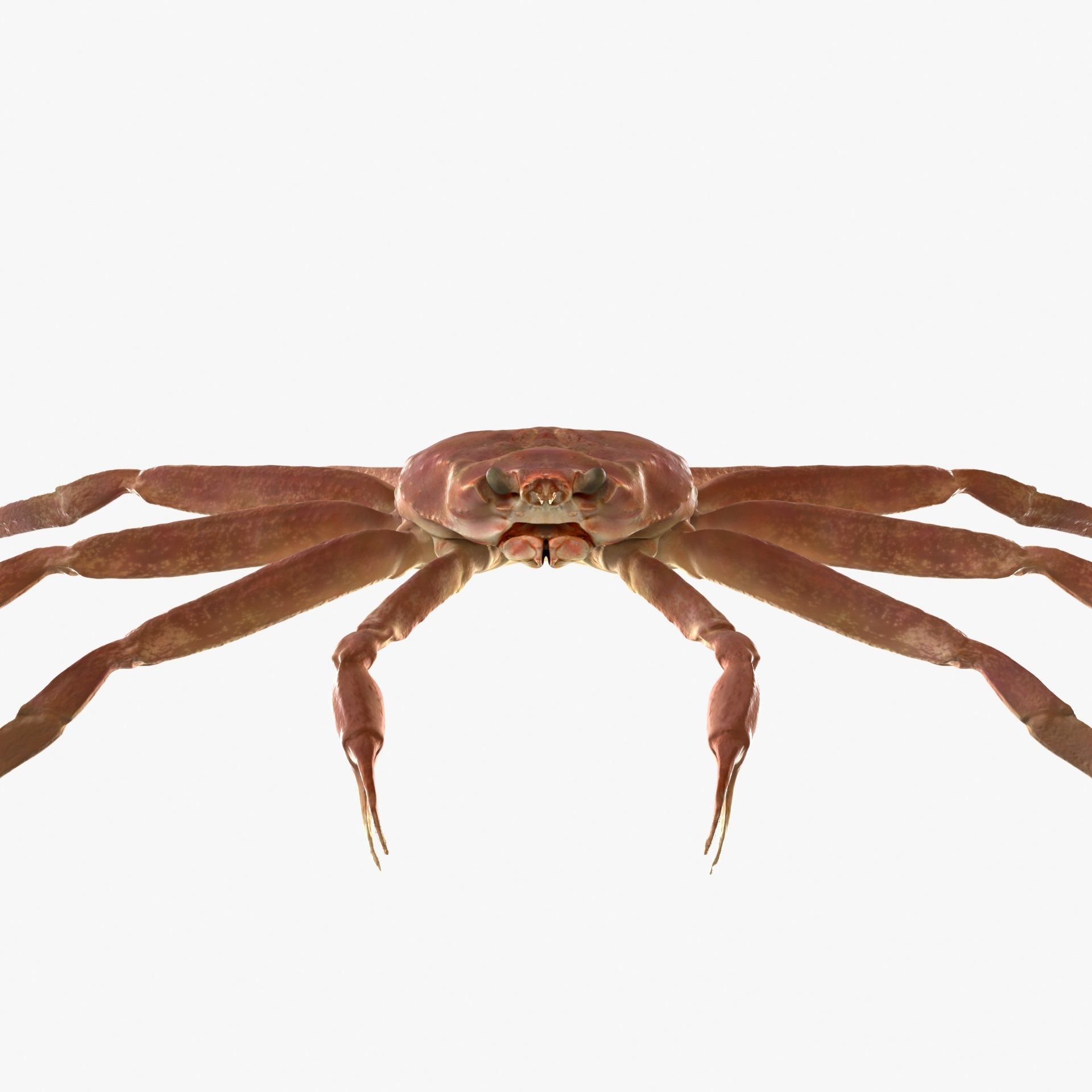 Snow crab 3D model_3