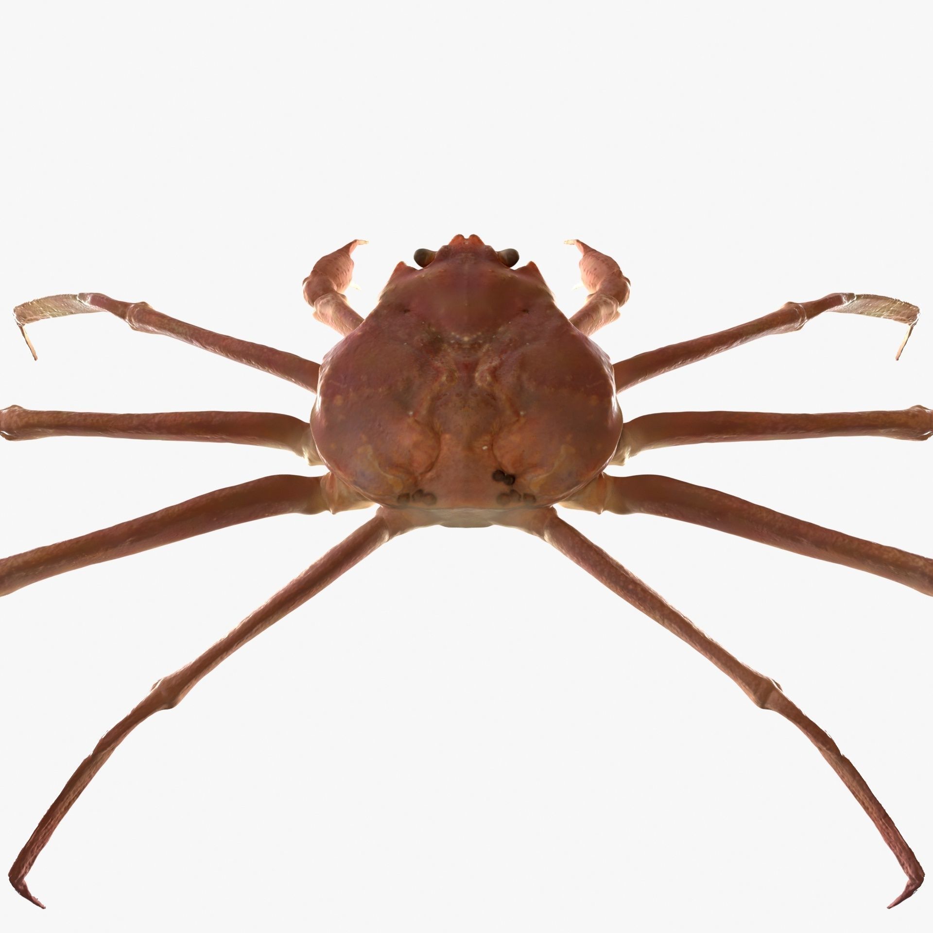 Snow crab 3D model_8
