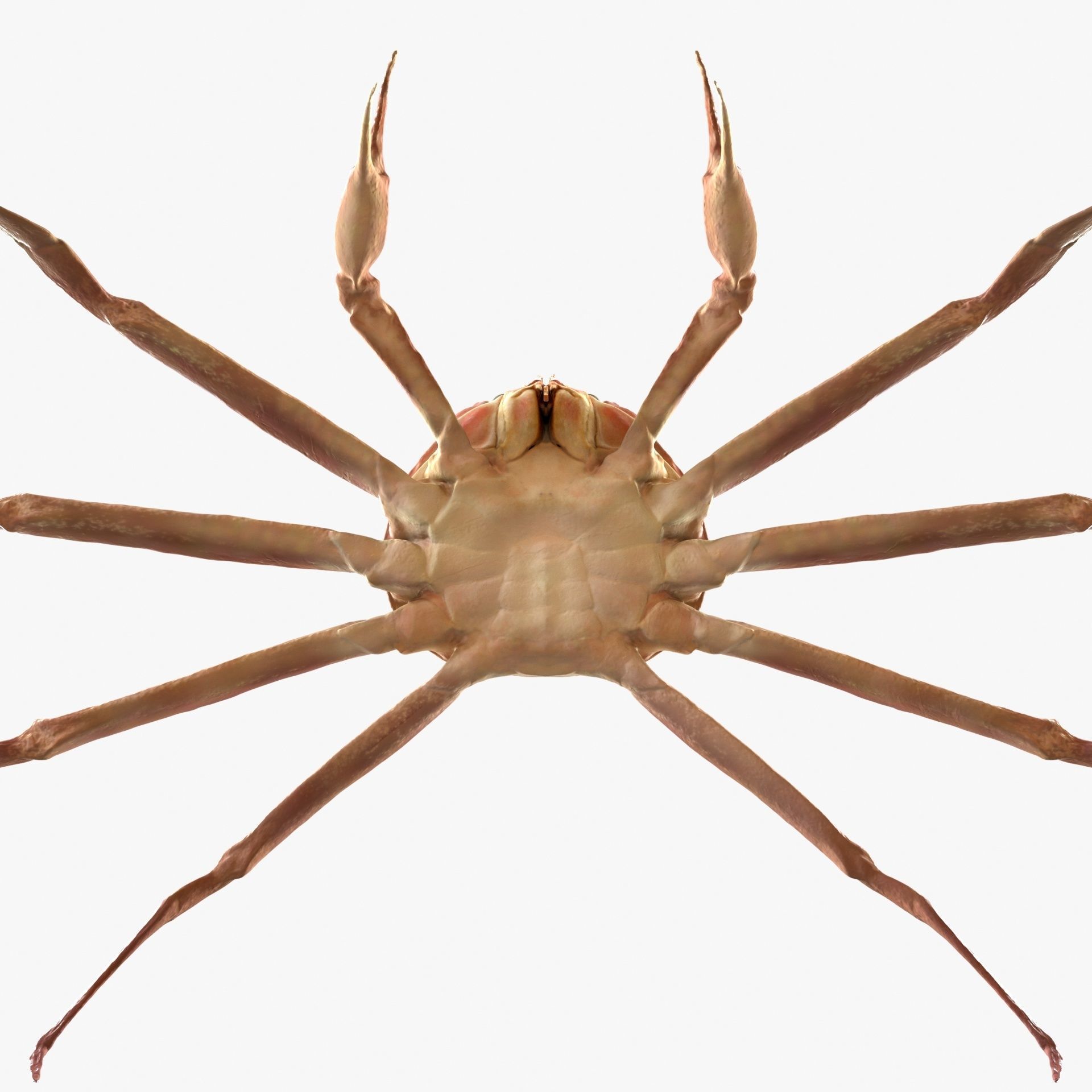 Snow crab 3D model_7