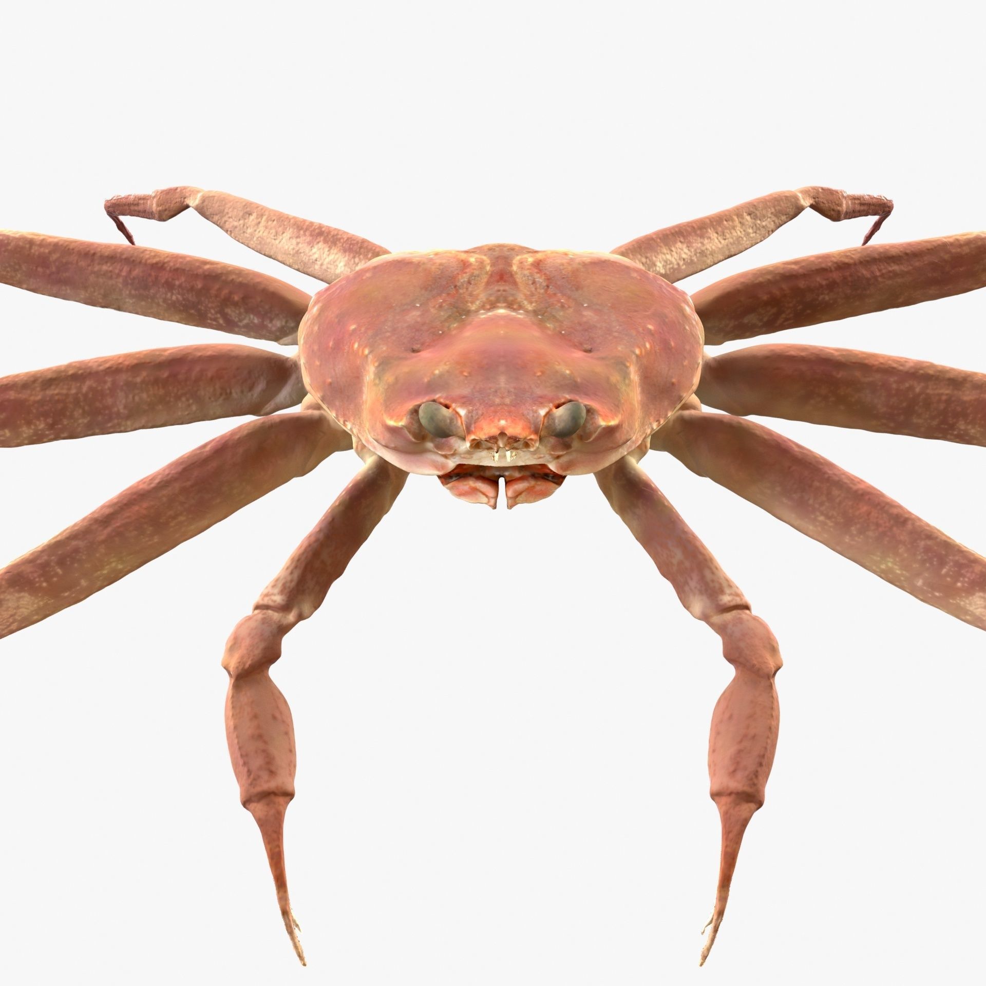 Snow crab 3D model_11