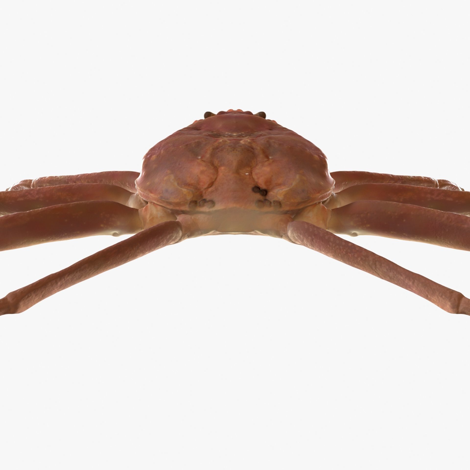 Snow crab 3D model_10