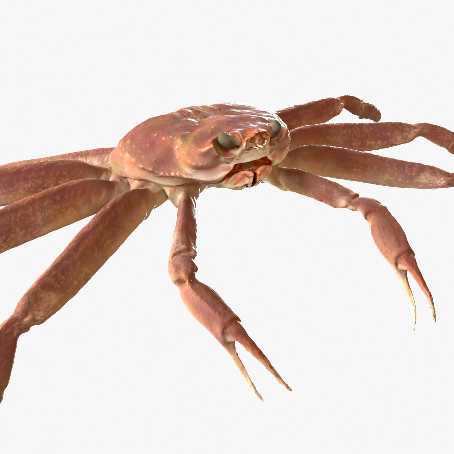 Snow crab 3D model_6