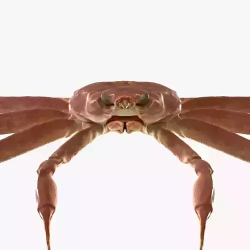 Snow crab 3D model