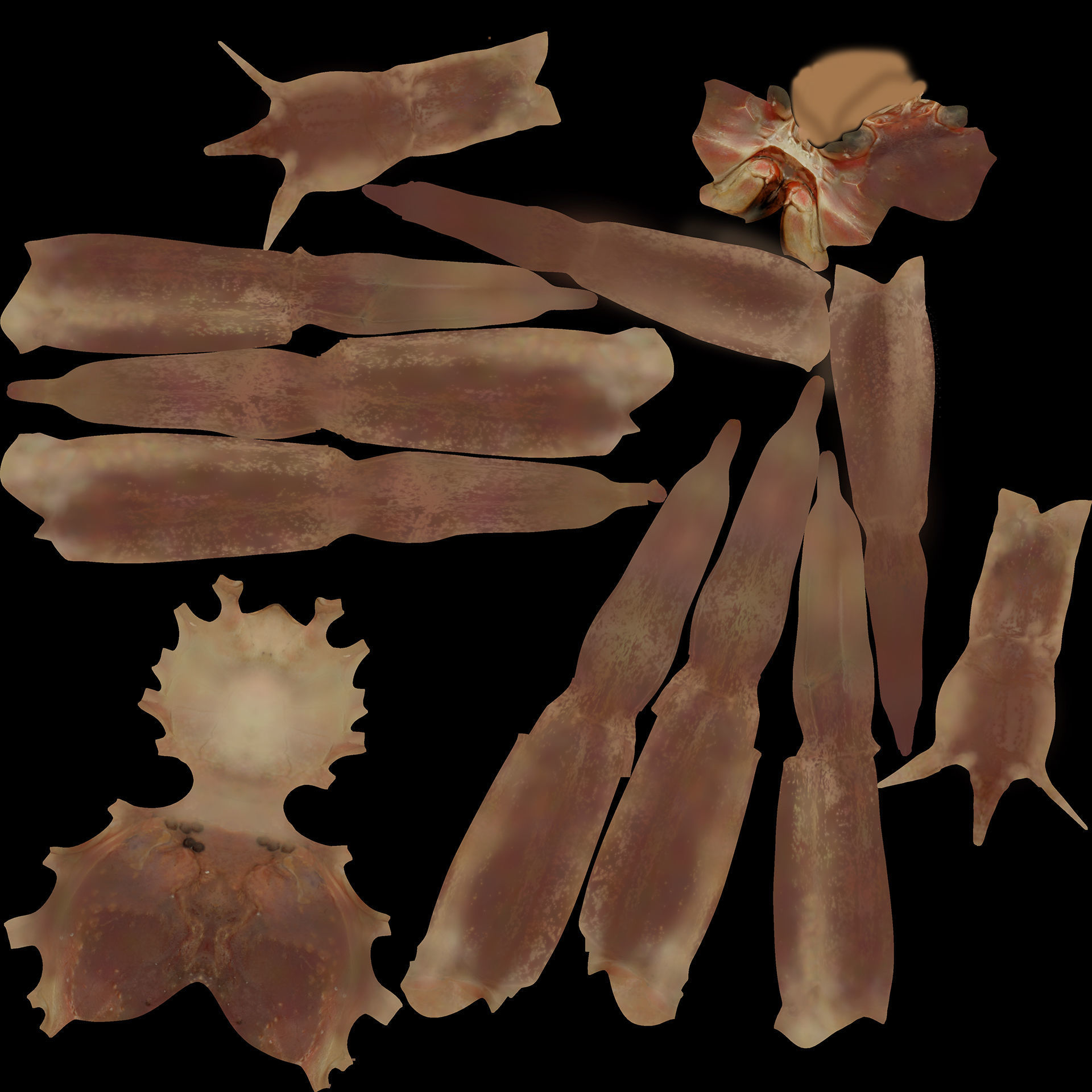 Snow crab 3D model_13