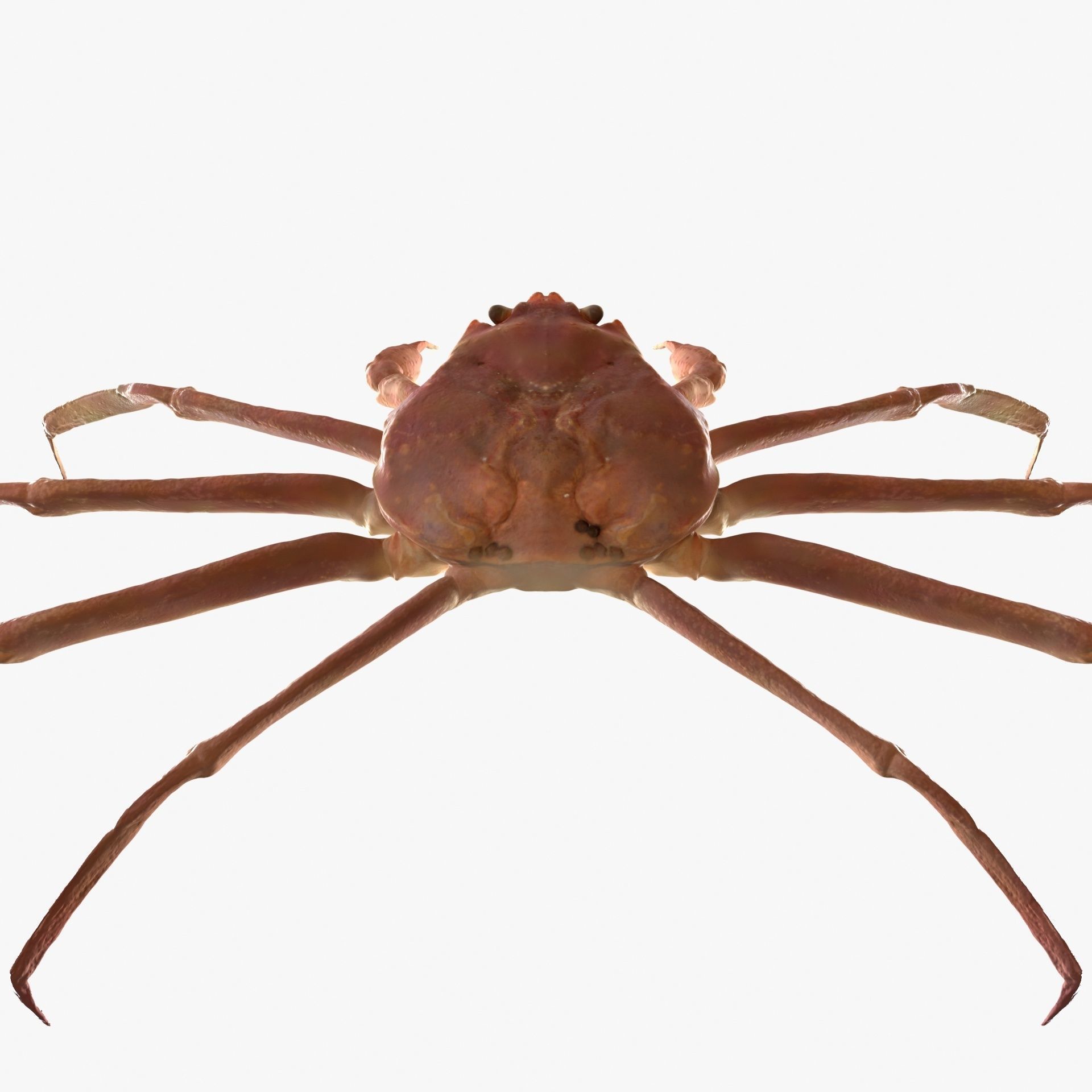 Snow crab 3D model_5
