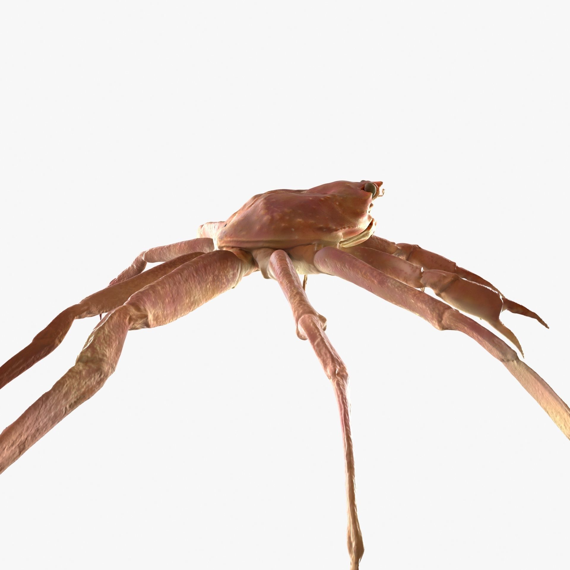 Snow crab 3D model_9