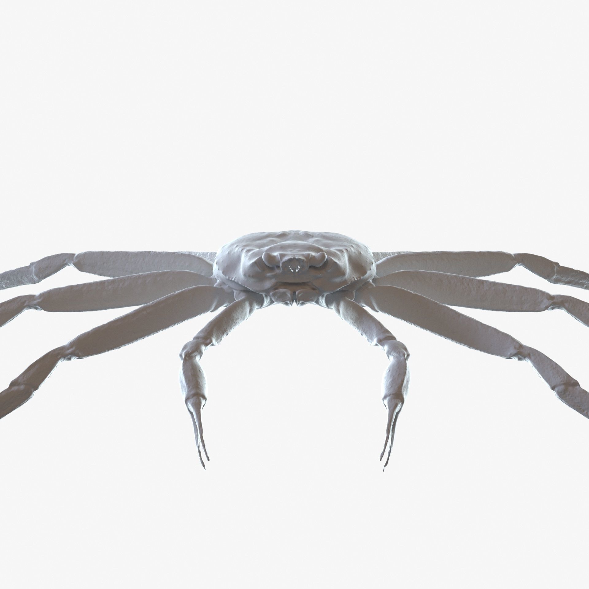 Snow crab 3D model_4