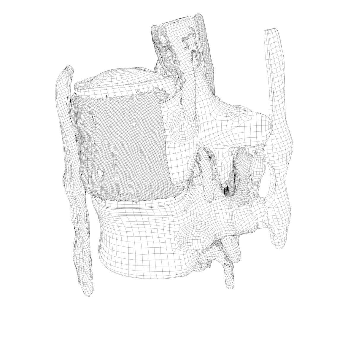 Part of the Human Spine 3D model_17