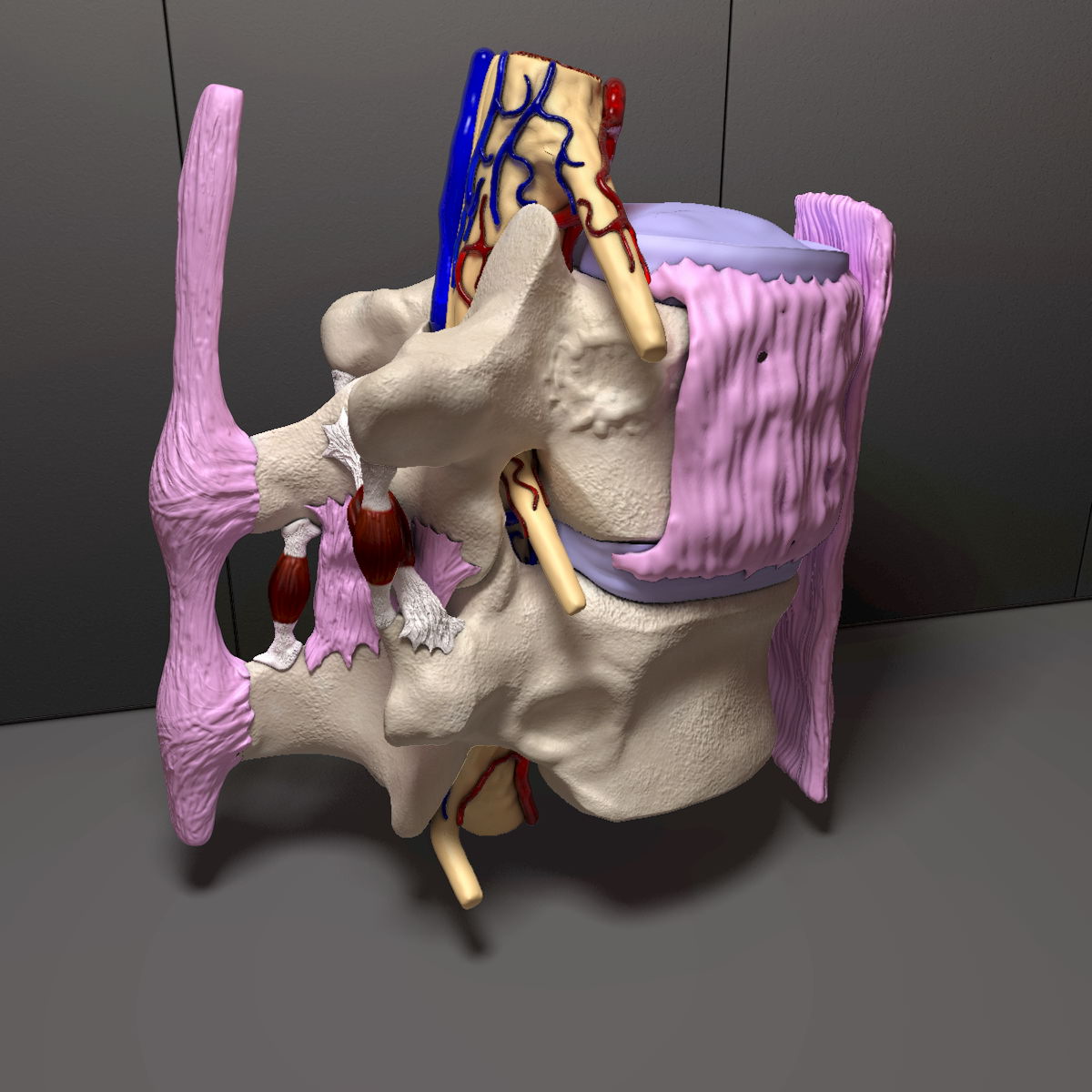Part of the Human Spine 3D model_2