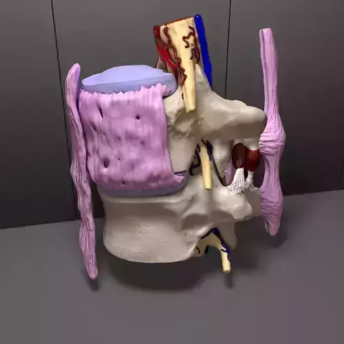 Part of the Human Spine 3D model