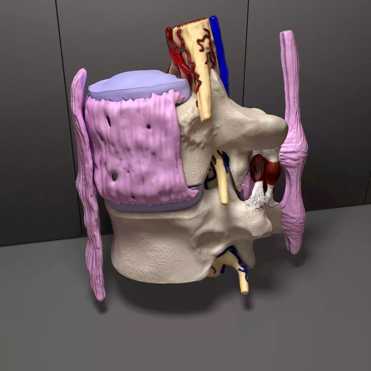 Part of the Human Spine 3D model_0