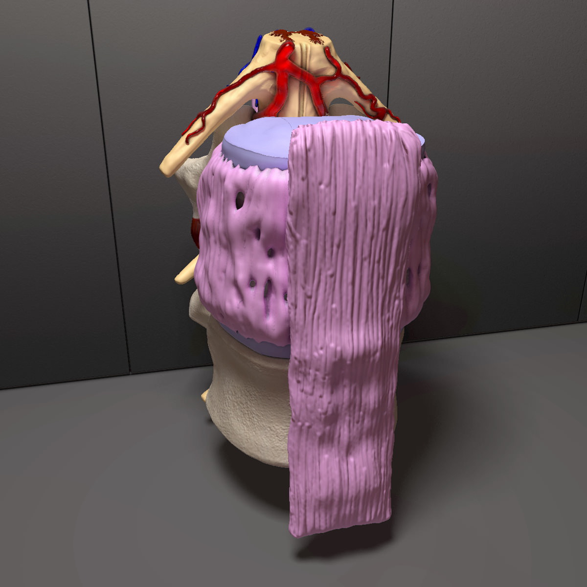 Part of the Human Spine 3D model_3