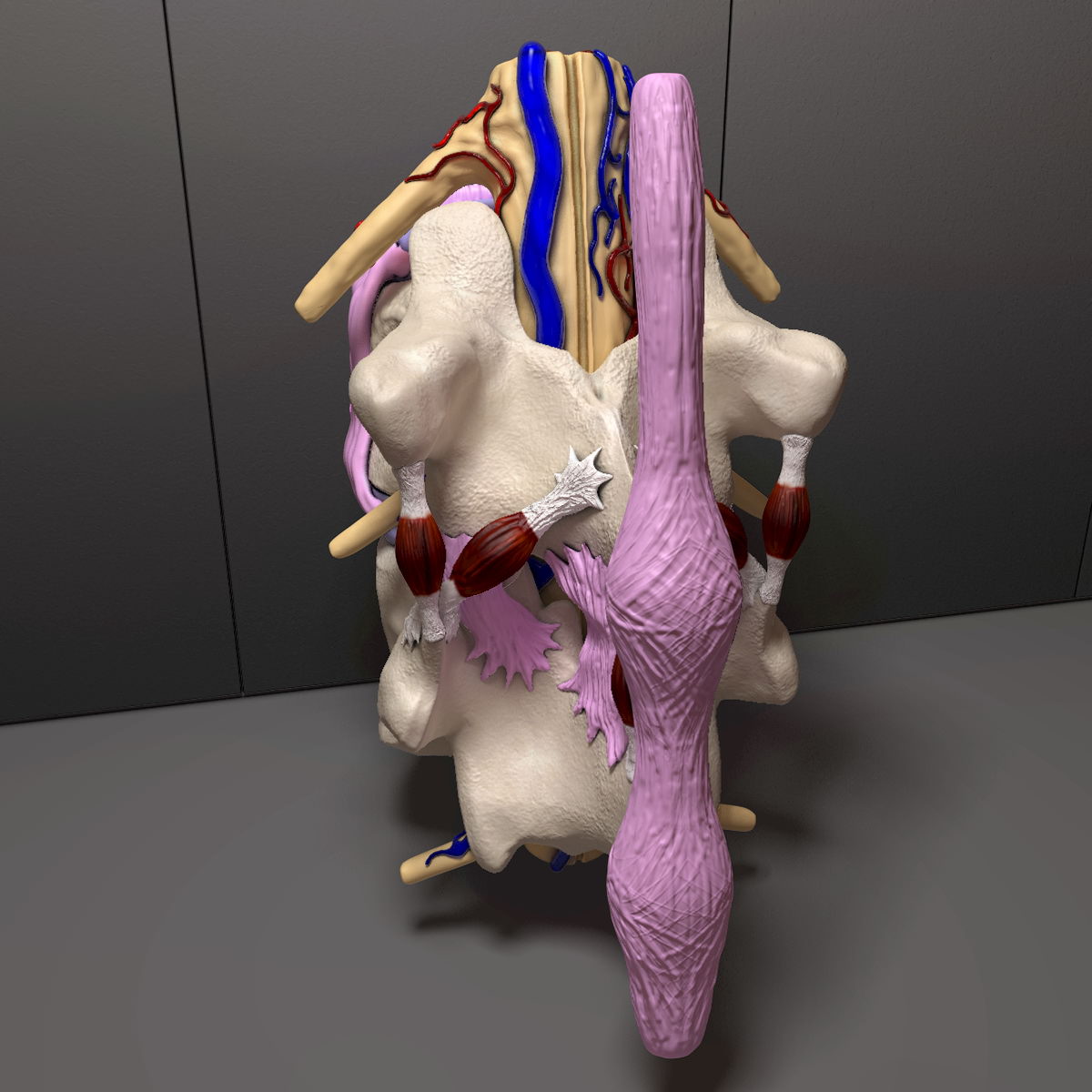 Part of the Human Spine 3D model_1