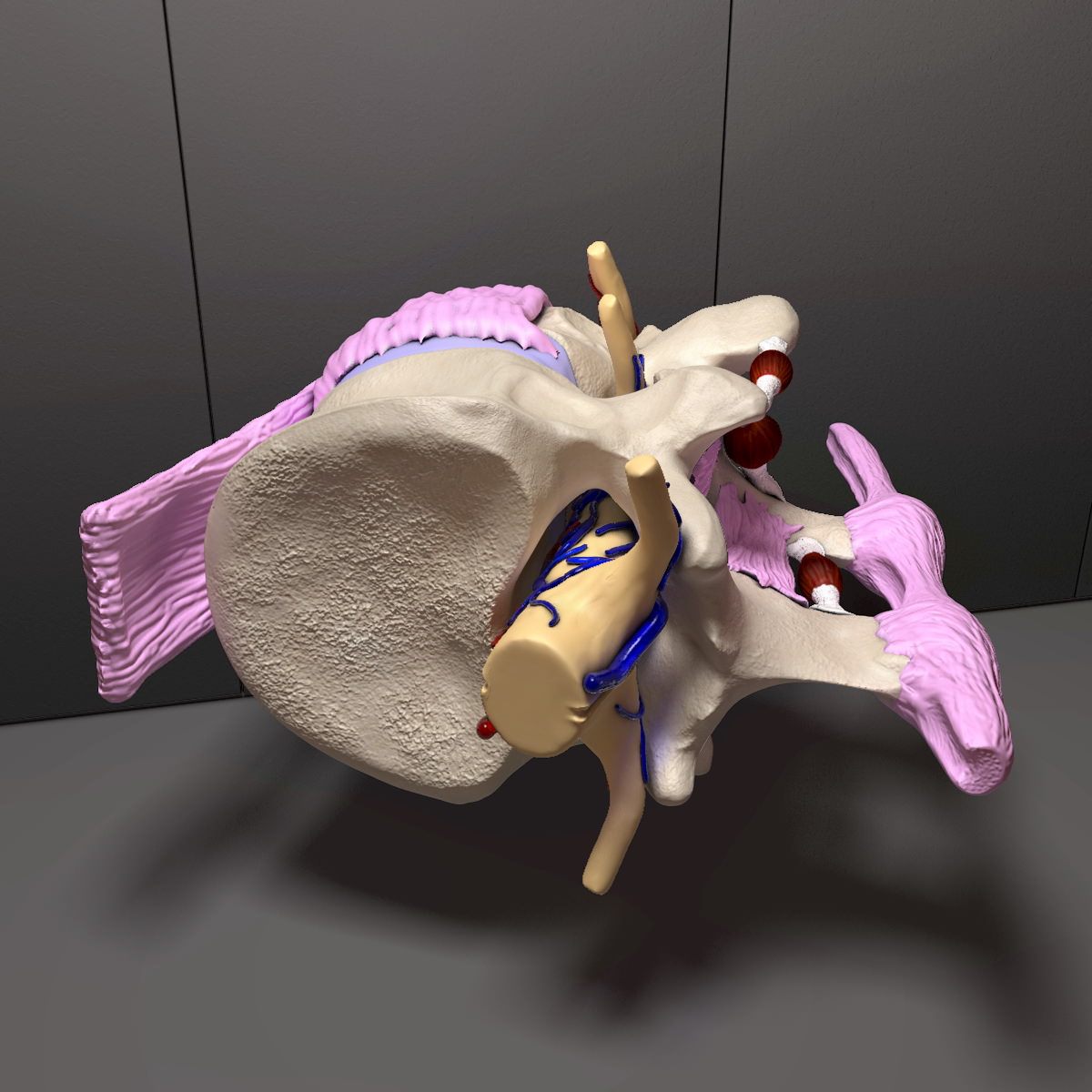 Part of the Human Spine 3D model_4