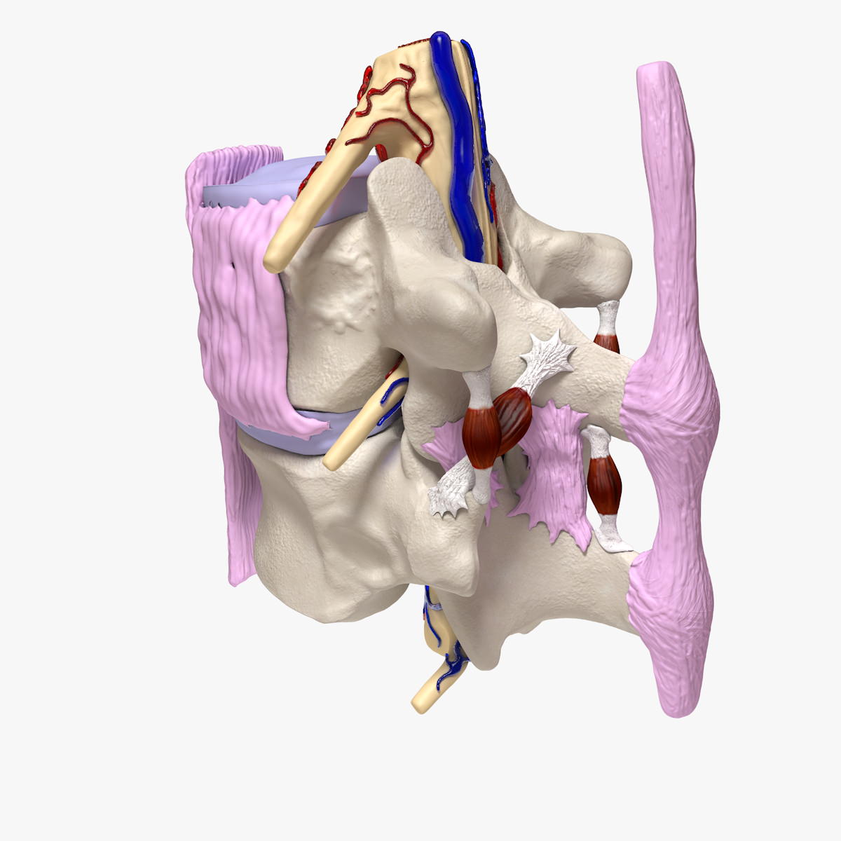 Part of the Human Spine 3D model_10