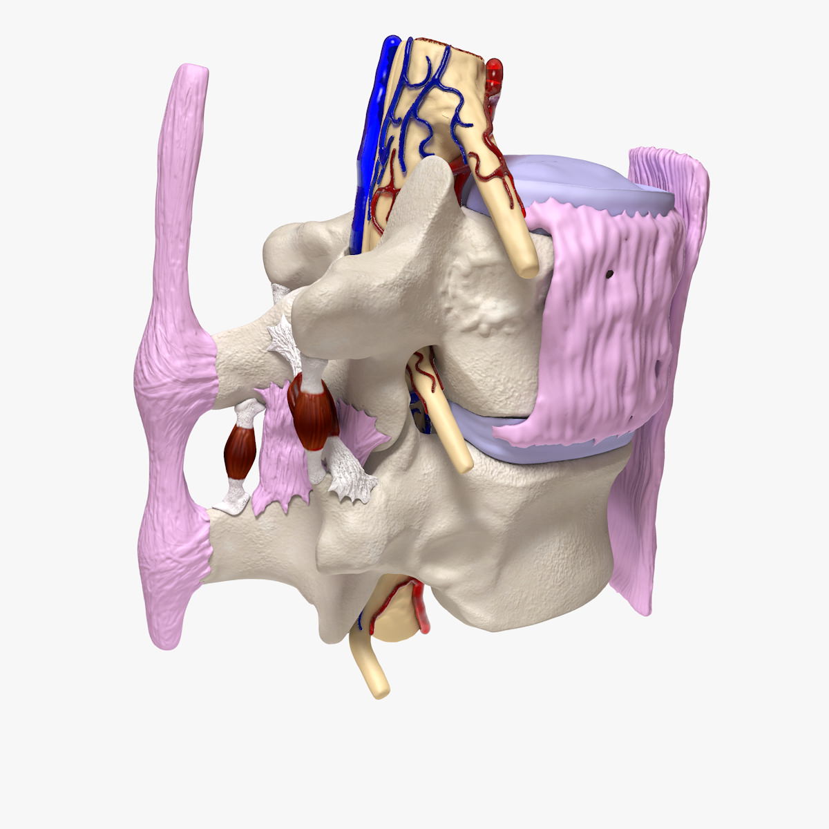 Part of the Human Spine 3D model_13