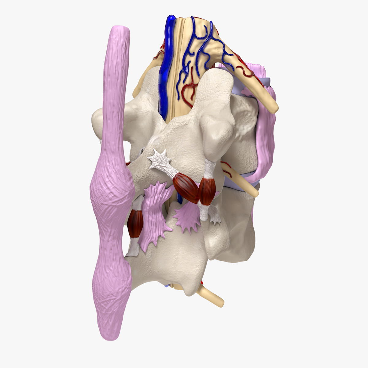 Part of the Human Spine 3D model_14