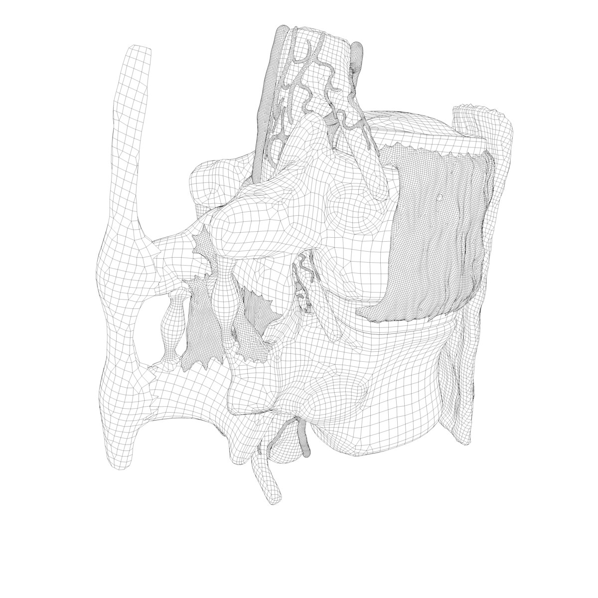 Part of the Human Spine 3D model_16