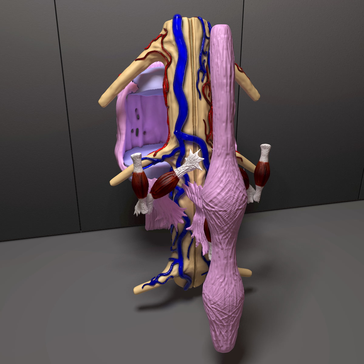 Part of the Human Spine 3D model_8