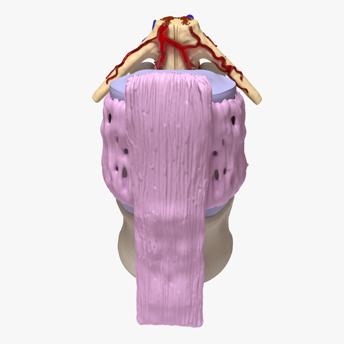 Part of the Human Spine 3D model_12