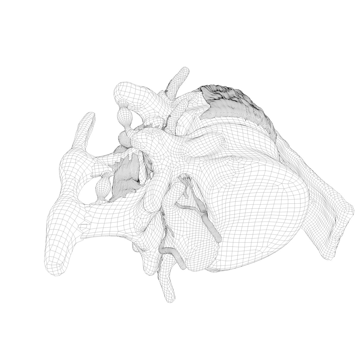 Part of the Human Spine 3D model_19