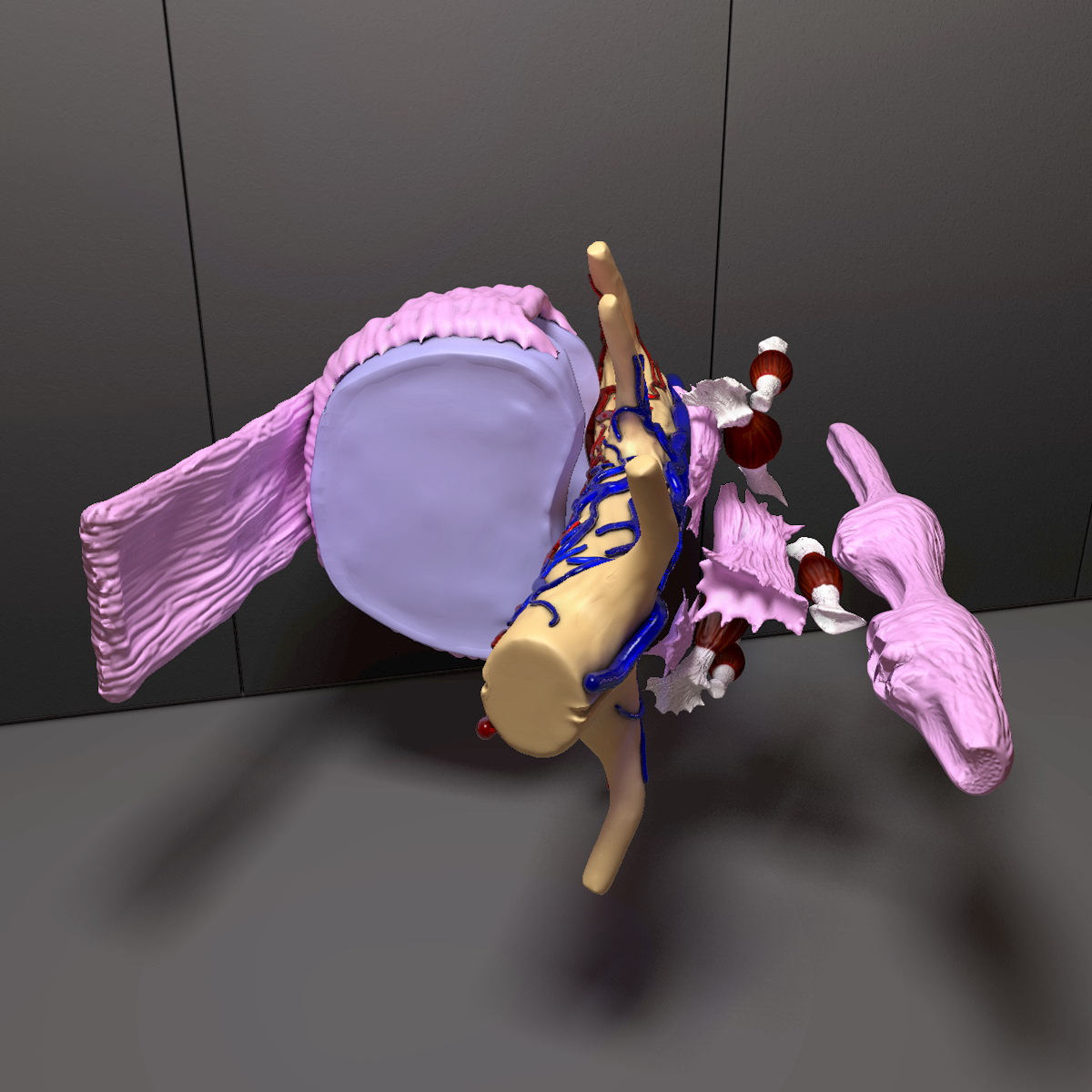 Part of the Human Spine 3D model_6