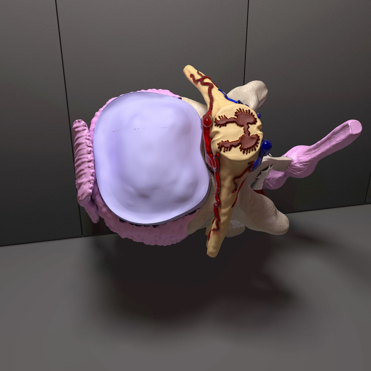 Part of the Human Spine 3D model_5
