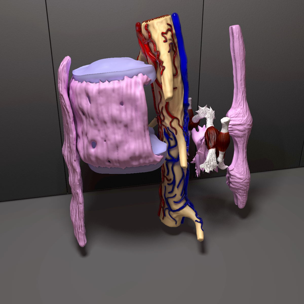 Part of the Human Spine 3D model_7