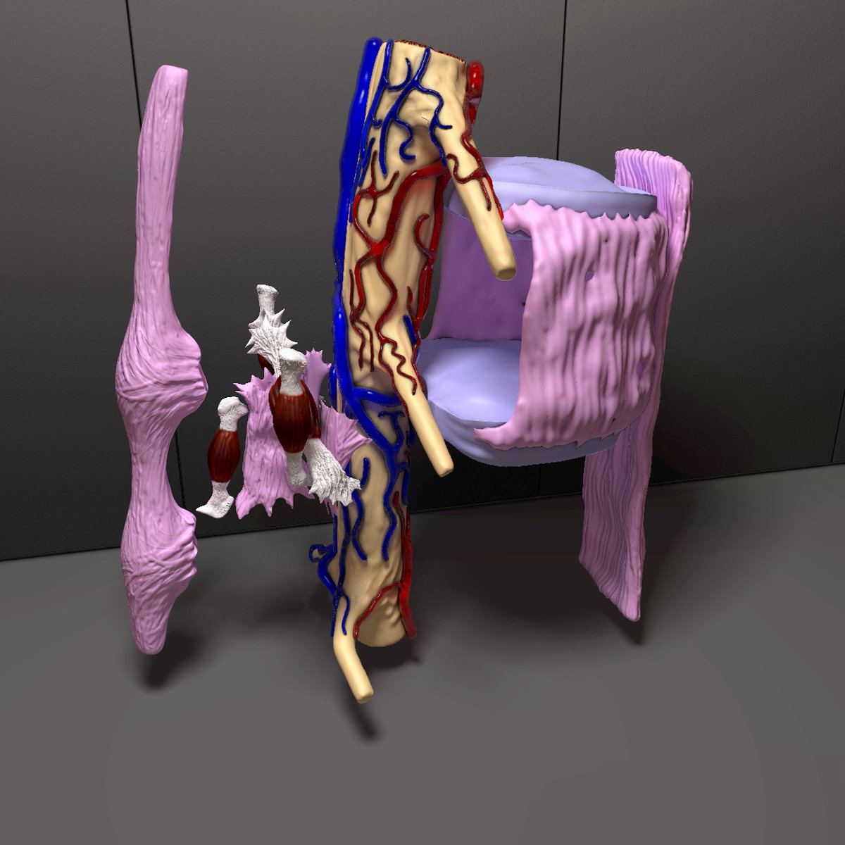 Part of the Human Spine 3D model_9