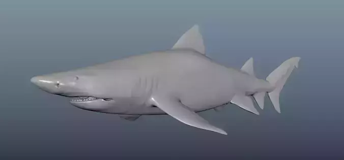 Realistic Tiger Shark Model