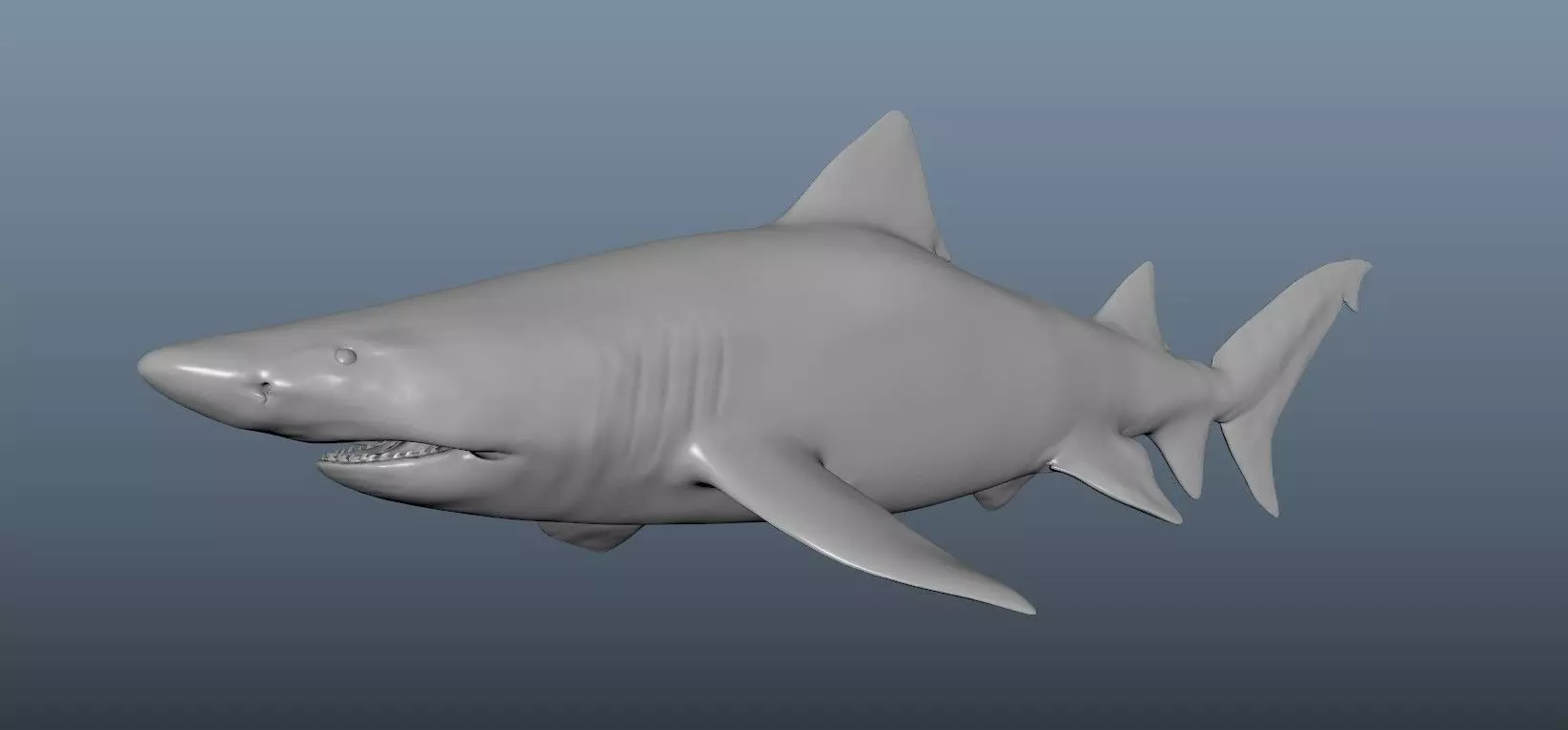Realistic Tiger Shark Model 3D model_0