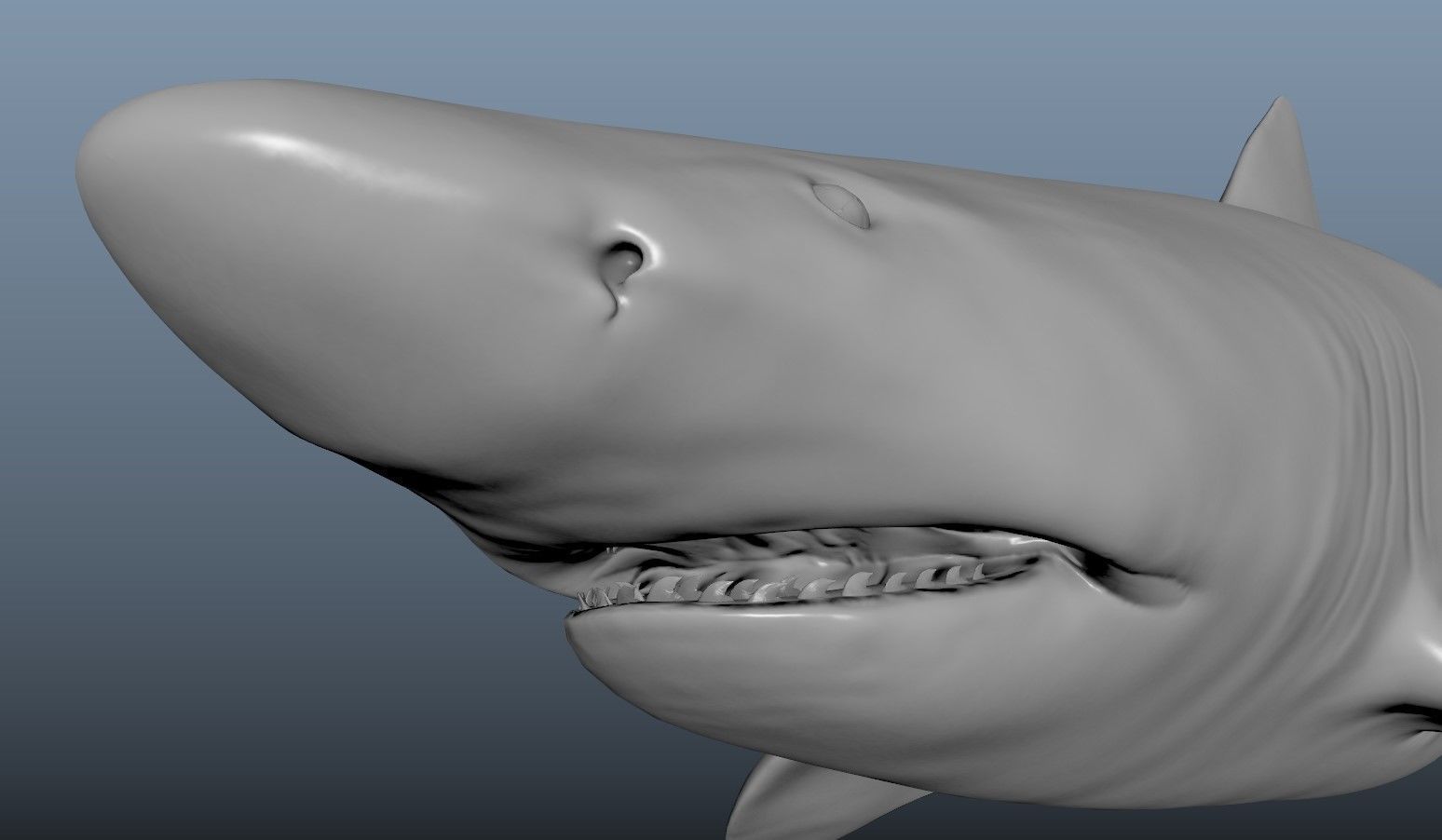 Realistic Tiger Shark Model 3D model_2