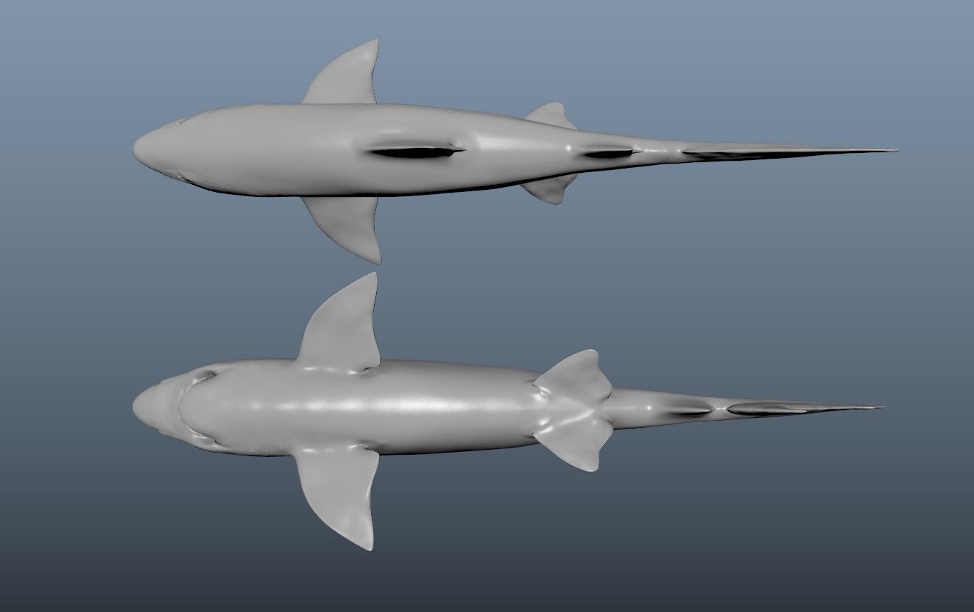 Realistic Tiger Shark Model 3D model_1