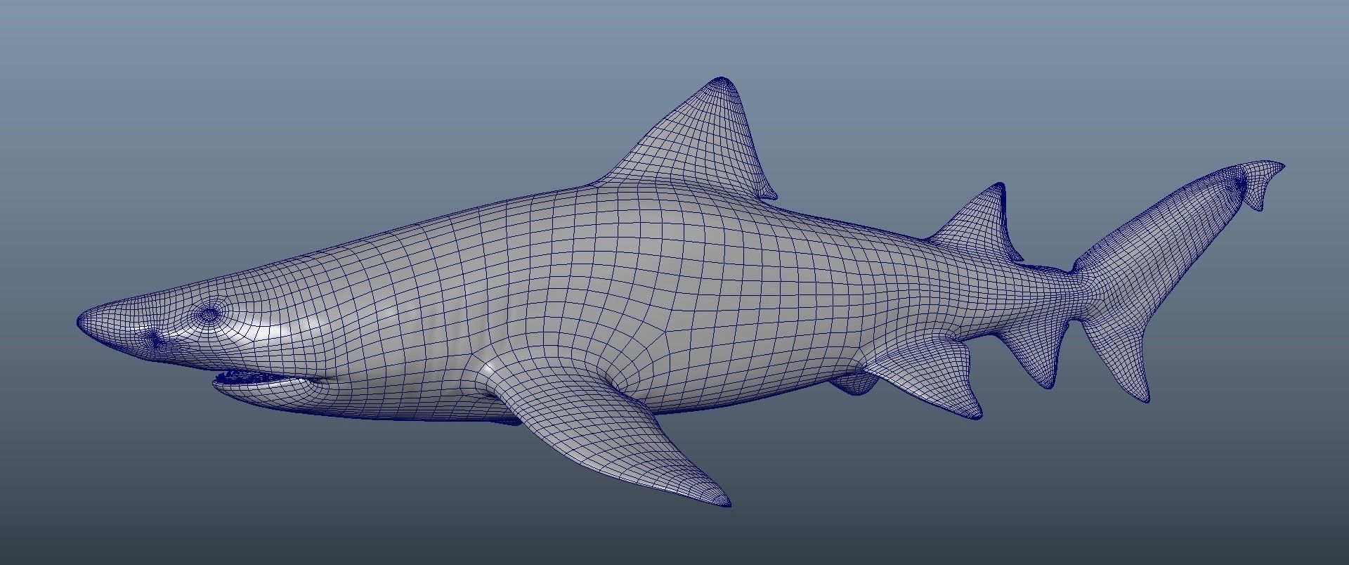 Realistic Tiger Shark Model 3D model_3