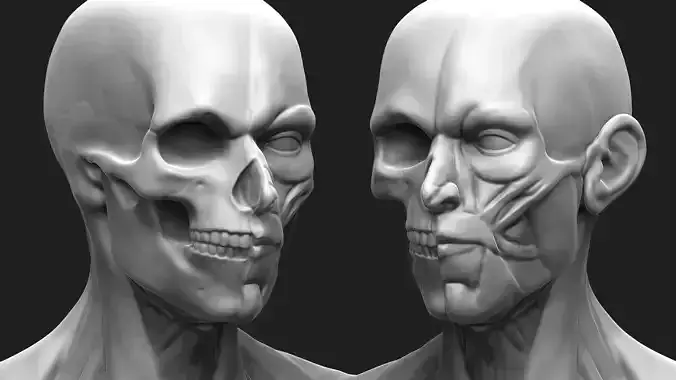 Human head anatomy 3D print model