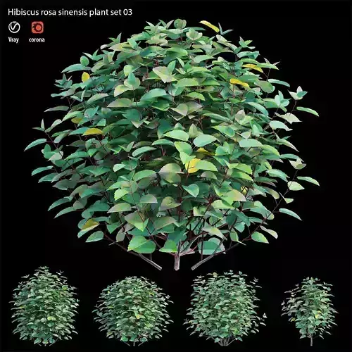 Hibiscus rosa sinensis set 03 3D model