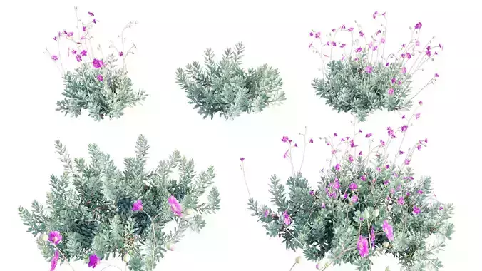 Calandrinia grandiflora - Rock Purslane - 01