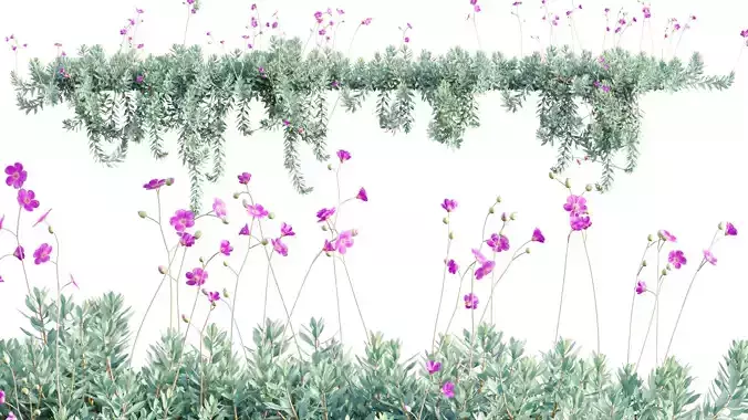 Calandrinia grandiflora - Rock Purslane - 02