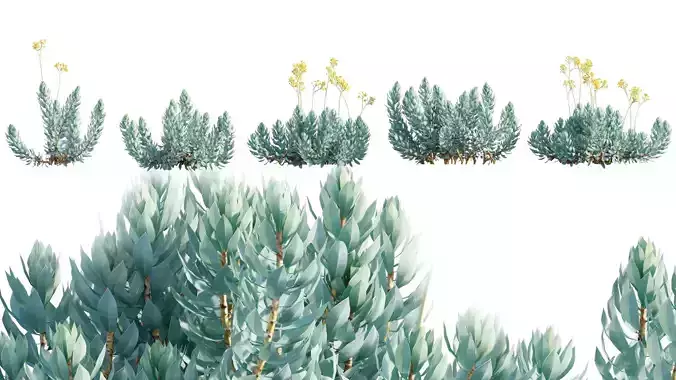 Senecio decaryi - Madagascar Senecio - 01