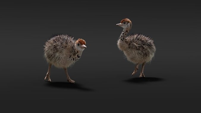 Young Ostrich Animated 3D model