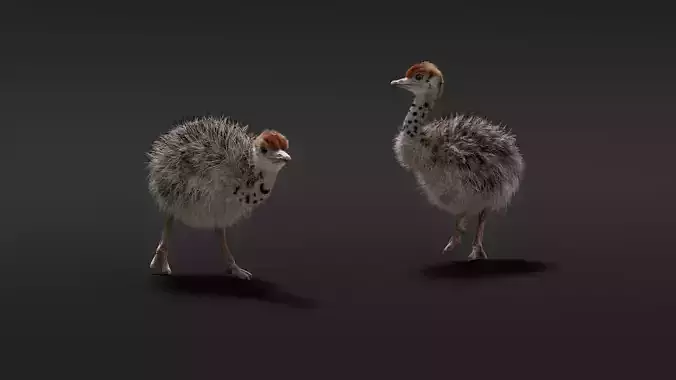 Young Ostrich Animated