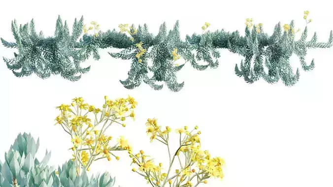 Senecio decaryi - Madagascar Senecio - 02