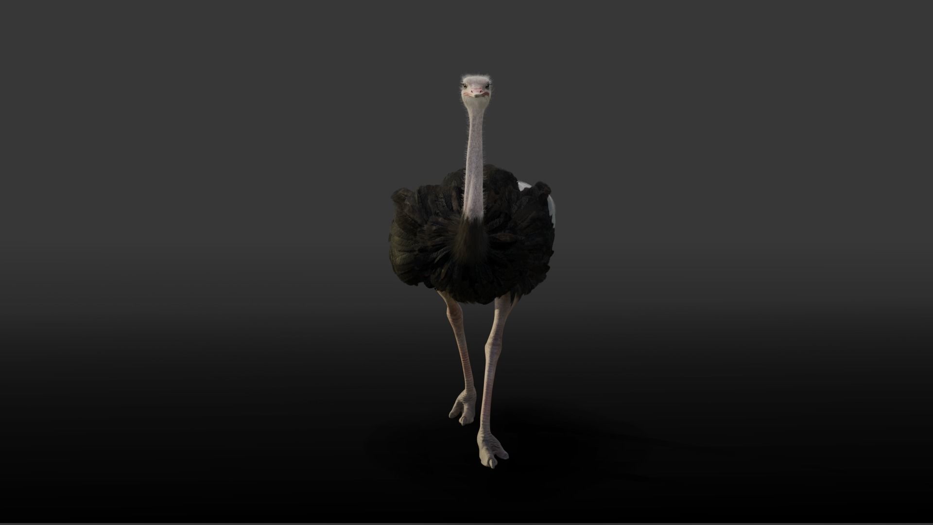 Ostrich Animated 3D model_7
