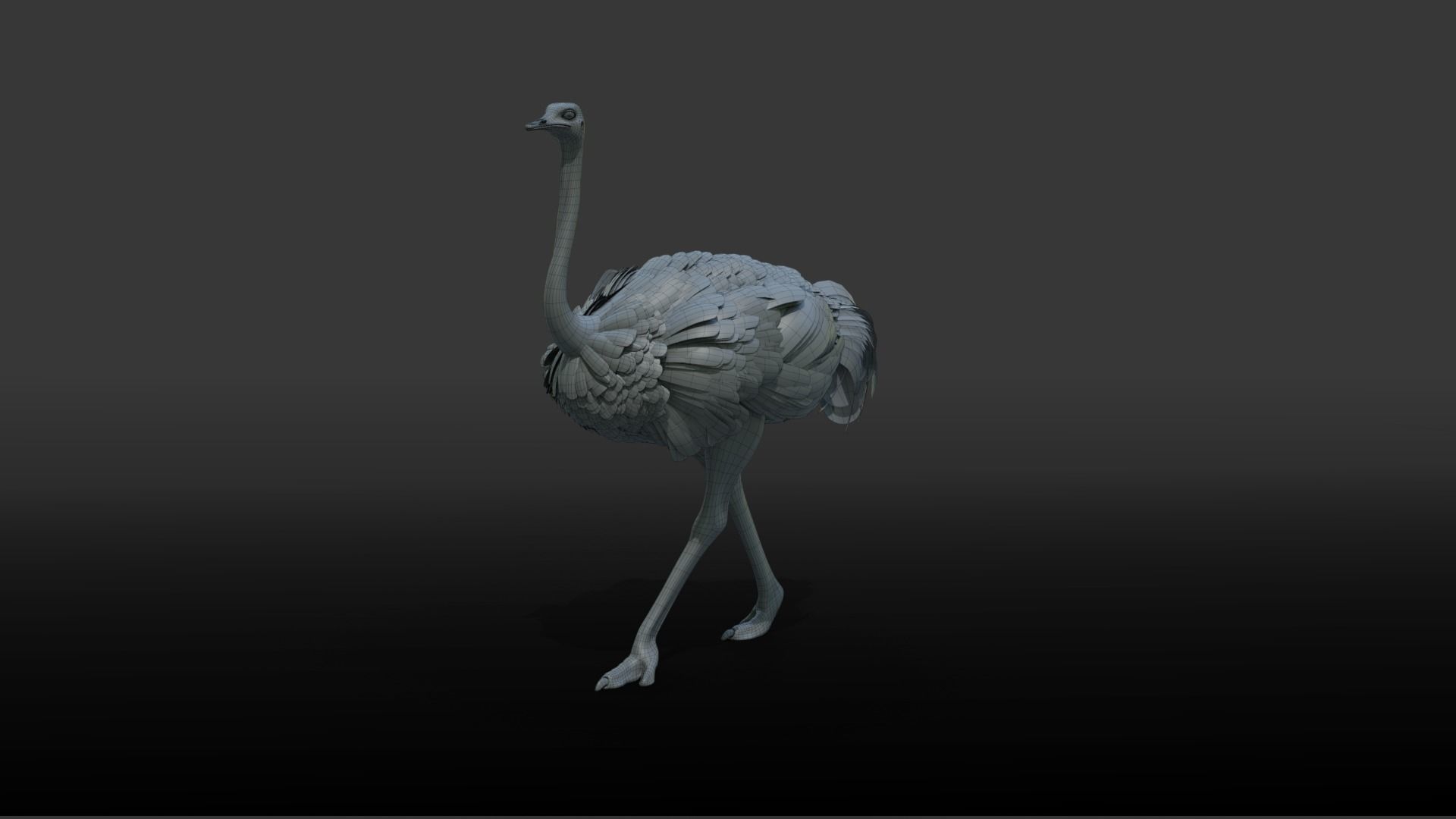 Ostrich Animated 3D model_16